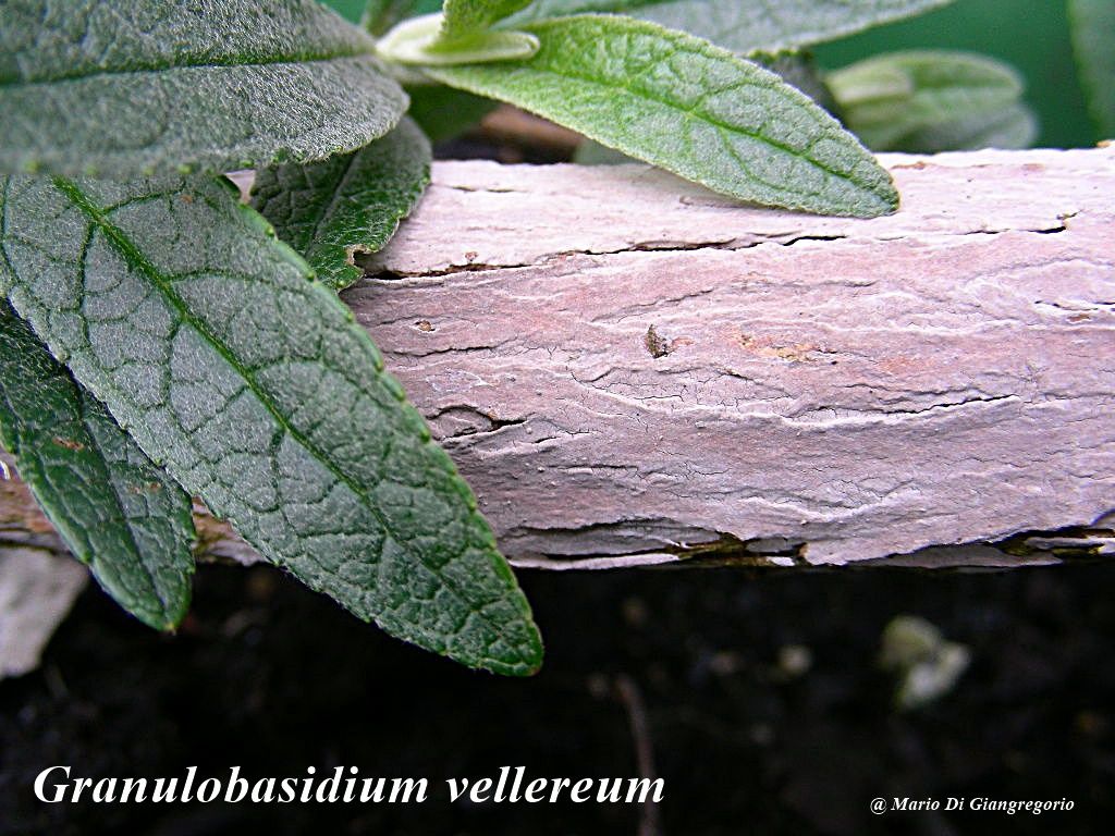 Crosta panna - foto 5234 (Granulobasidium vellereum)